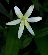 Clintonia uniflora, Queen Cup